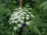 Queen Anne's lace 